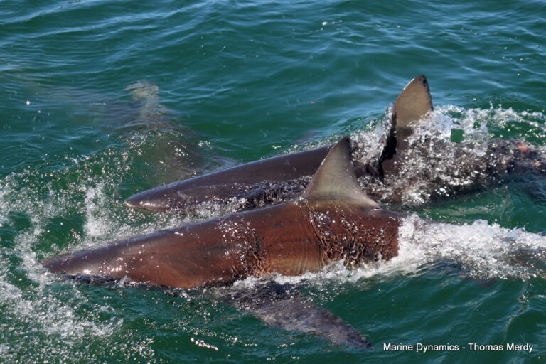 Shark cage diving, South Africa, Gansbaai