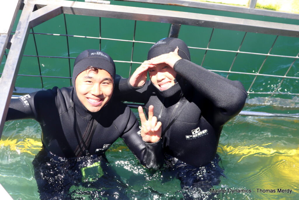 Shark cage diving, South Africa, Gansbaai