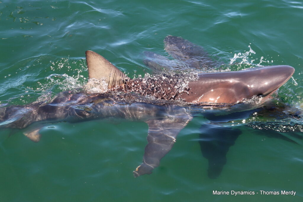 Shark cage diving, South Africa, Gansbaai