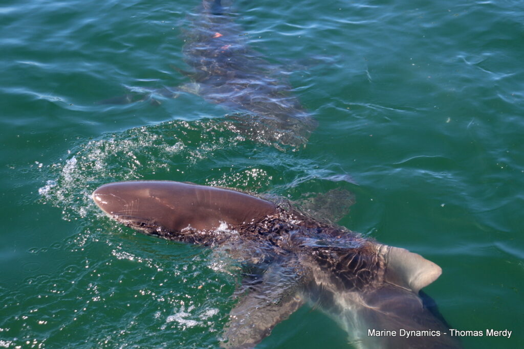 Shark cage diving, South Africa, Gansbaai