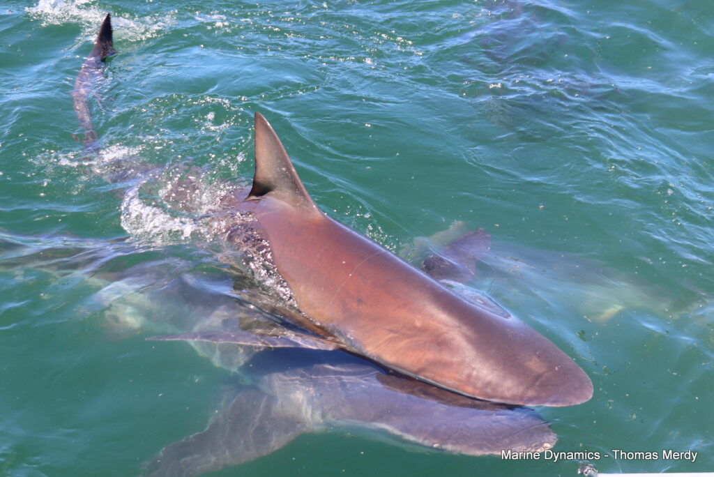 Shark cage diving, South Africa, Gansbaai