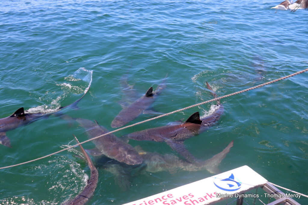Shark cage diving, South Africa, Gansbaai