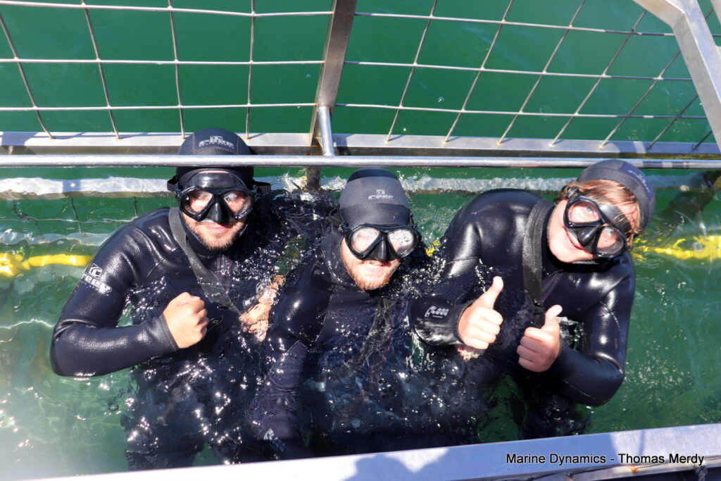 Shark cage diving, South Africa, Gansbaai