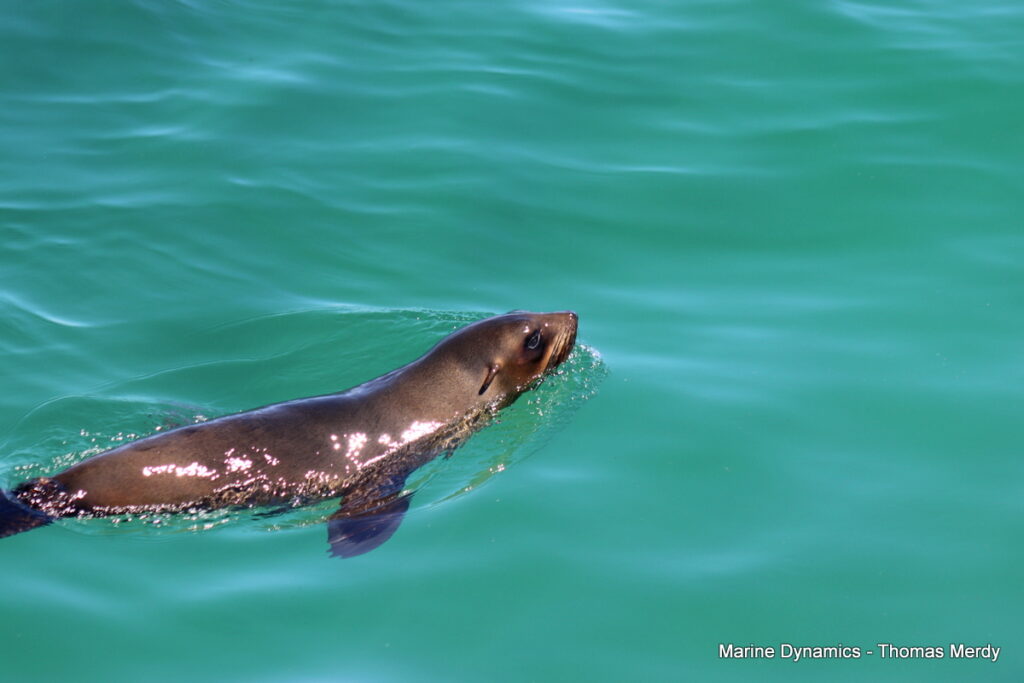 Shark cage diving, South Africa, Gansbaai