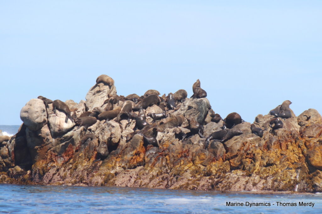 Shark cage diving, South Africa, Gansbaai