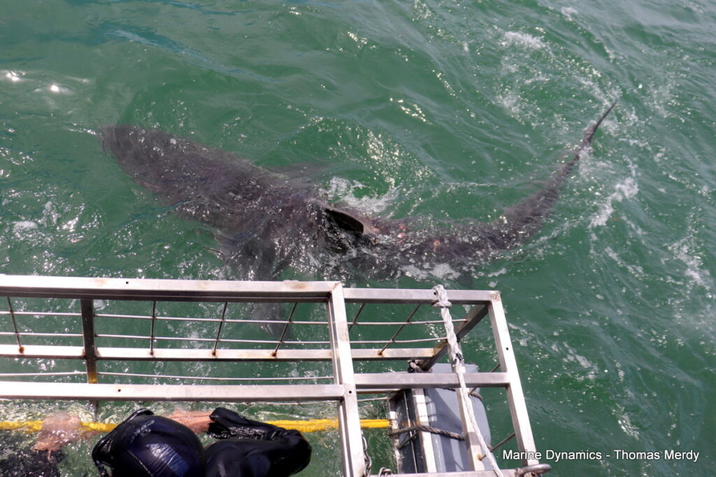 Shark cage diving, South Africa, Gansbaai