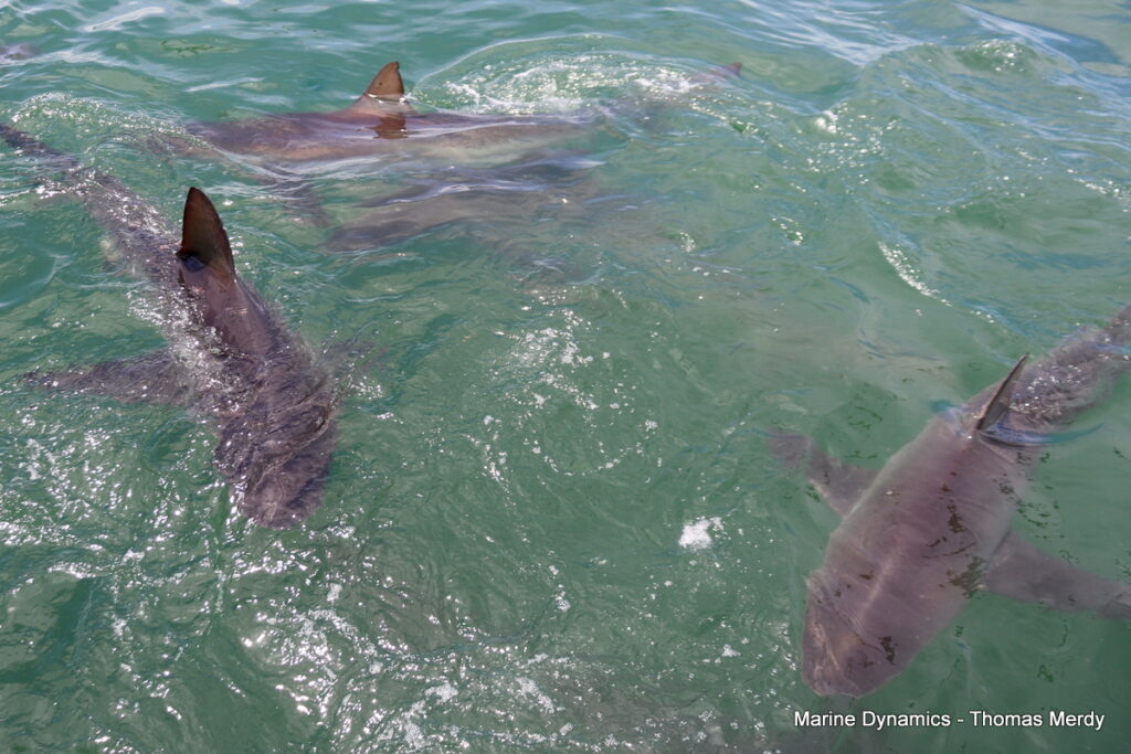Shark cage diving, South Africa, Gansbaai