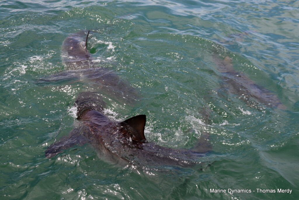 Shark cage diving, South Africa, Gansbaai
