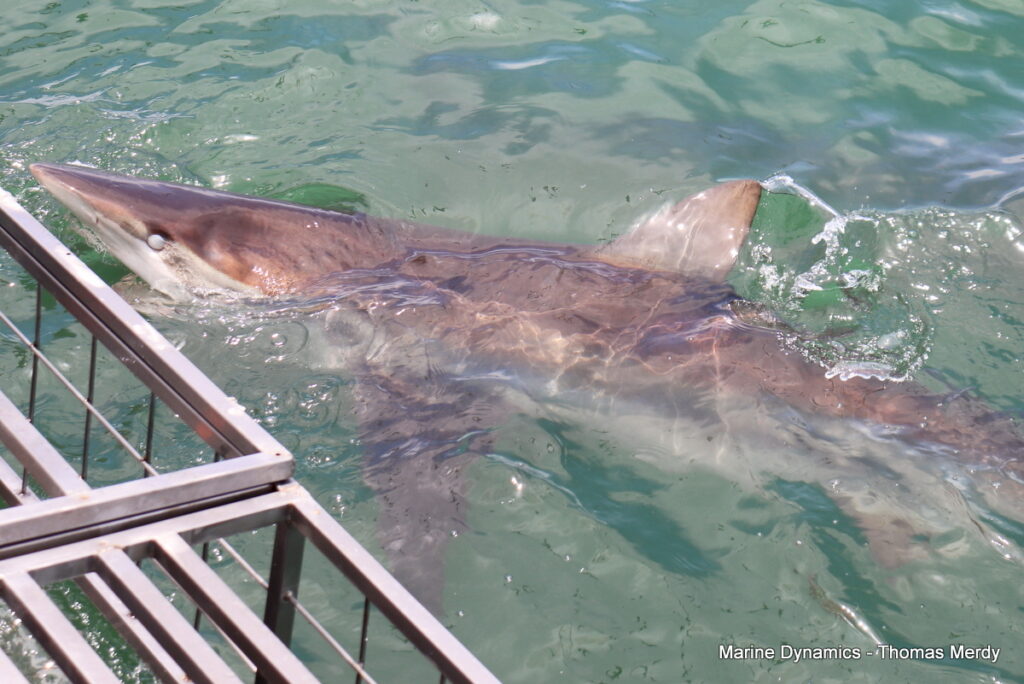Shark cage diving, South Africa, Gansbaai