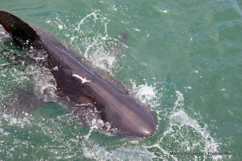 Shark cage diving, South Africa, Gansbaai