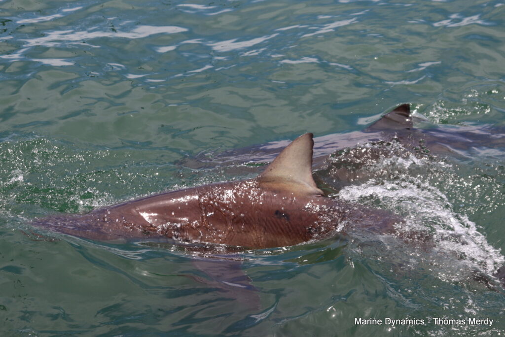 Shark cage diving, South Africa, Gansbaai