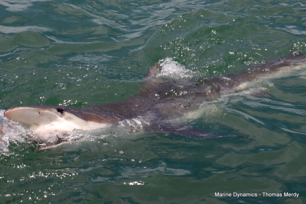 Shark cage diving, South Africa, Gansbaai