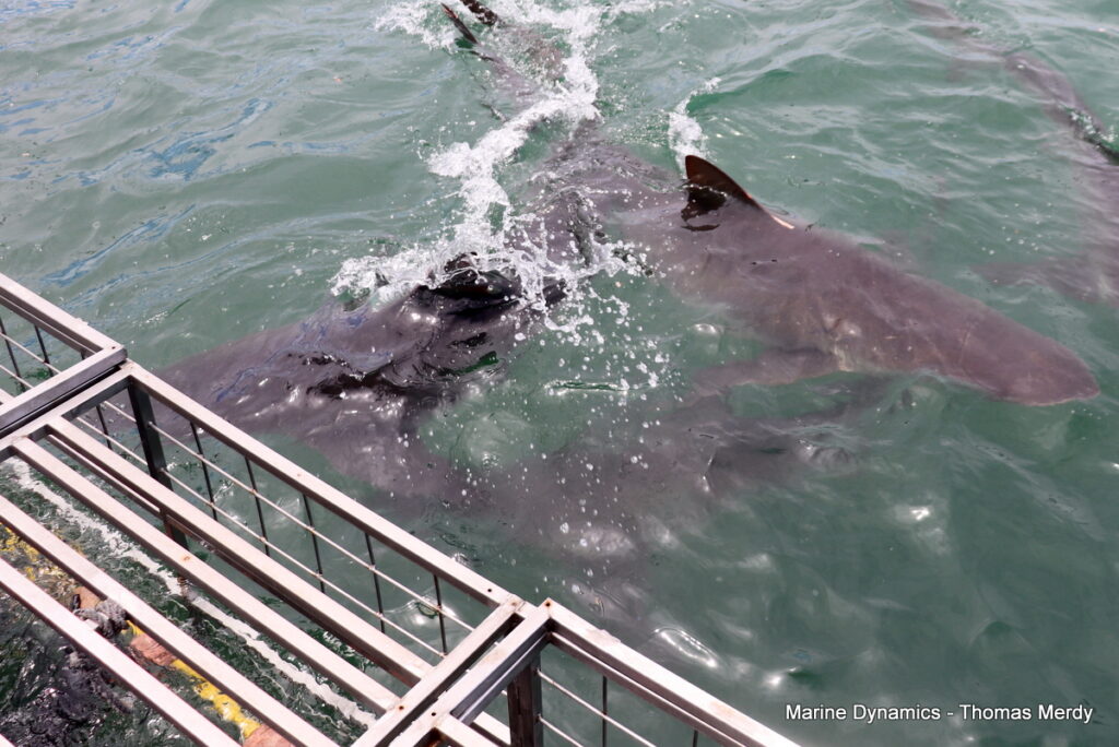 Shark cage diving, South Africa, Gansbaai