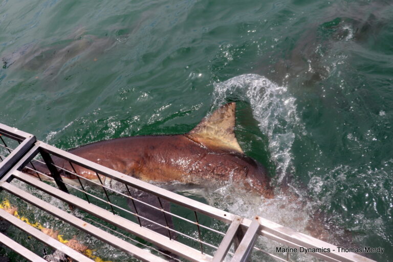 Shark cage diving, South Africa, Gansbaai
