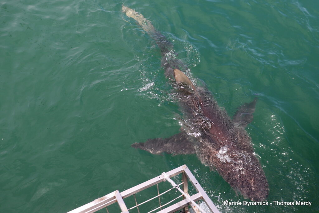 Shark cage diving, South Africa, Gansbaai