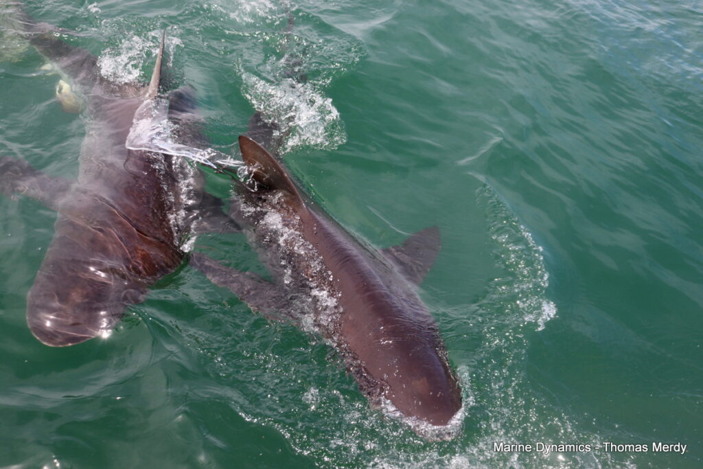 Shark cage diving, South Africa, Gansbaai