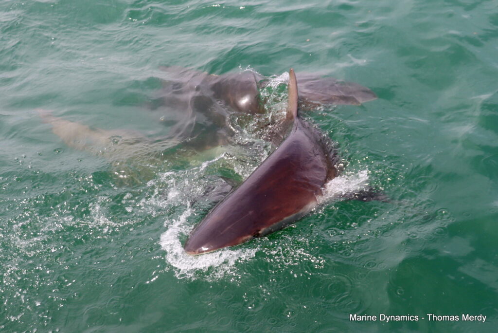 Shark cage diving, South Africa, Gansbaai