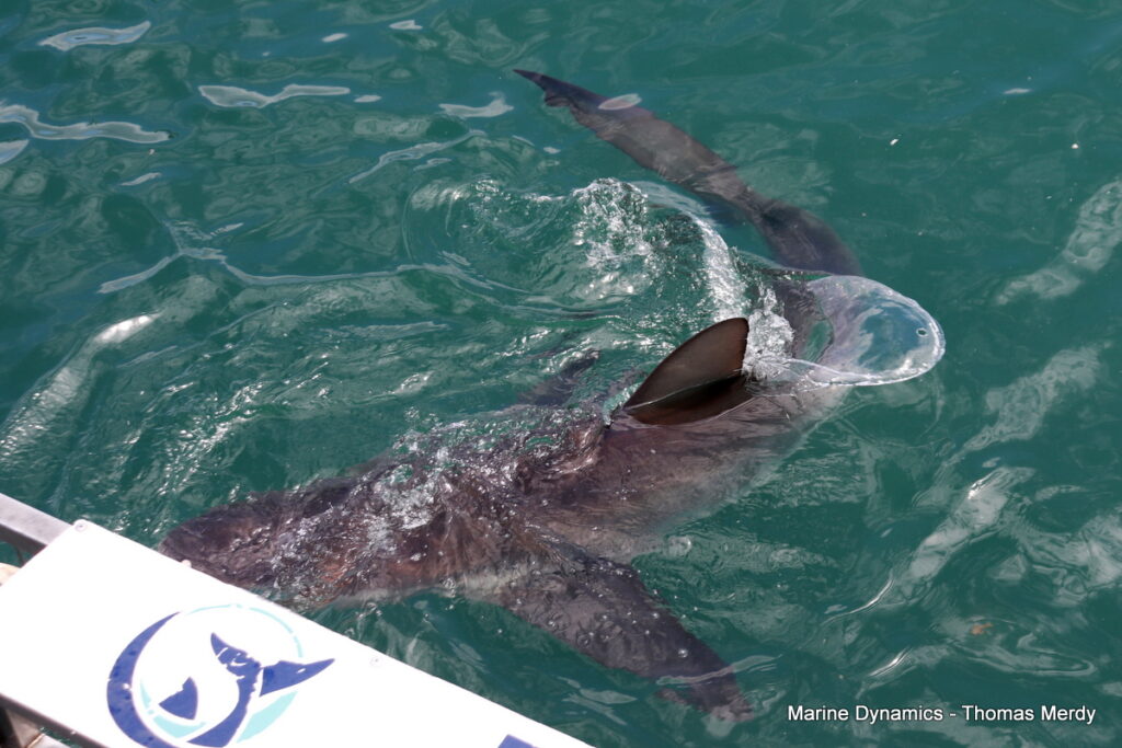 Shark cage diving, South Africa, Gansbaai