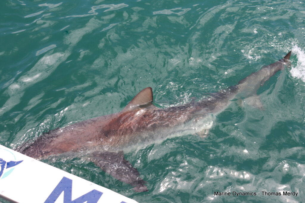 Shark cage diving, South Africa, Gansbaai