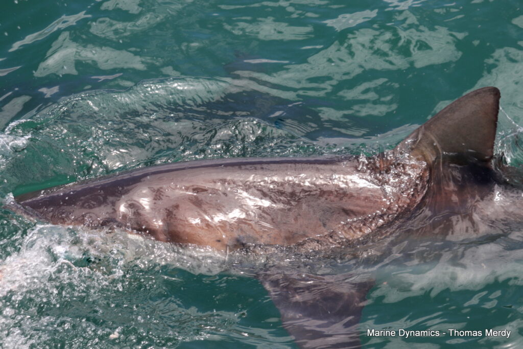 Shark cage diving, South Africa, Gansbaai