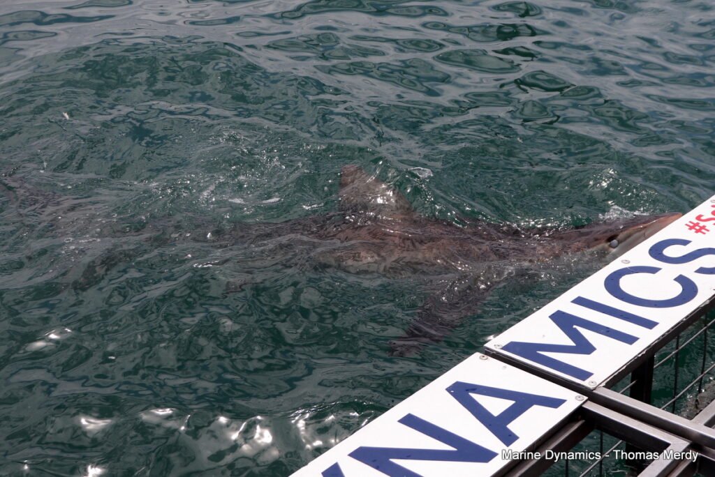 Shark cage diving, South Africa, Gansbaai