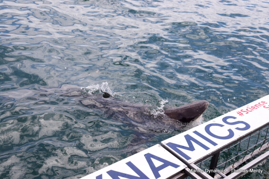 Shark cage diving, South Africa, Gansbaai