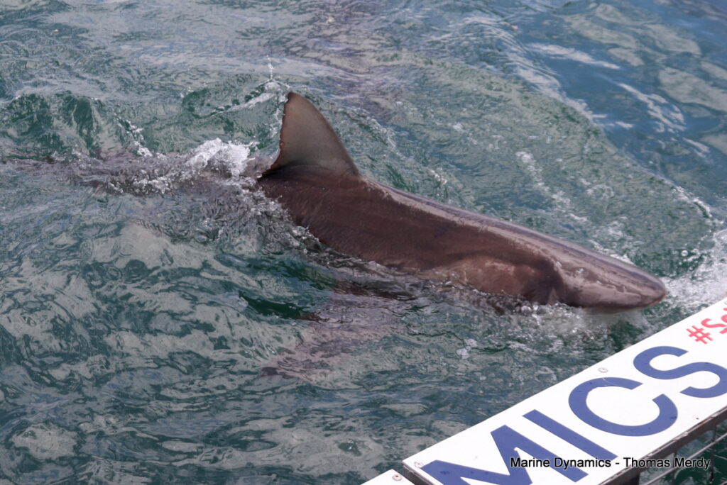 Shark cage diving, South Africa, Gansbaai