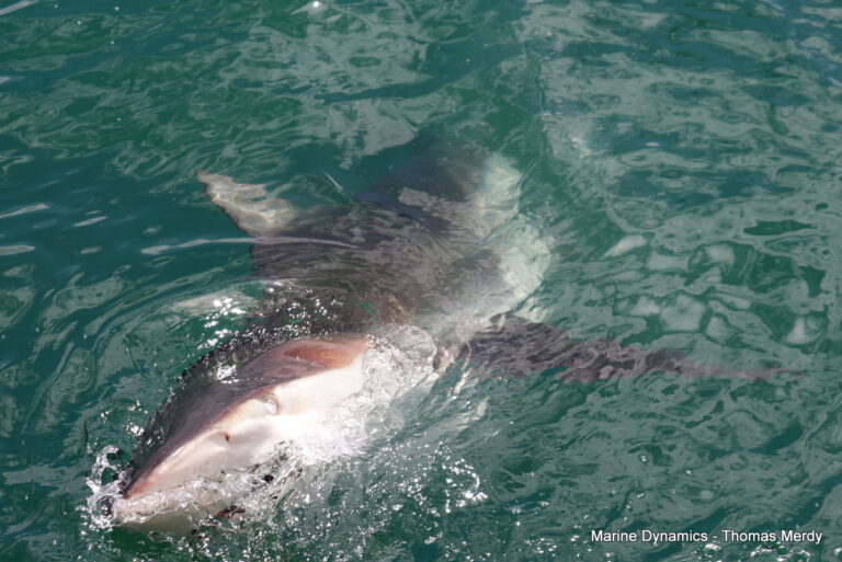 Shark cage diving, South Africa, Gansbaai