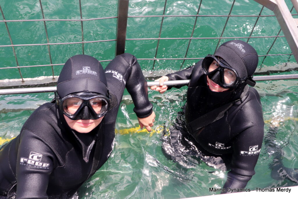 Shark cage diving, South Africa, Gansbaai