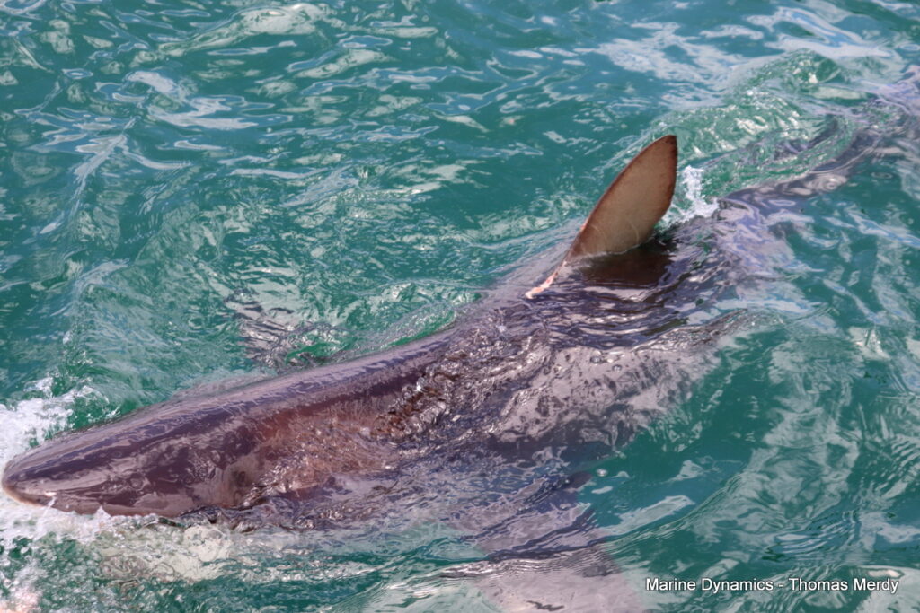 Shark cage diving, South Africa, Gansbaai