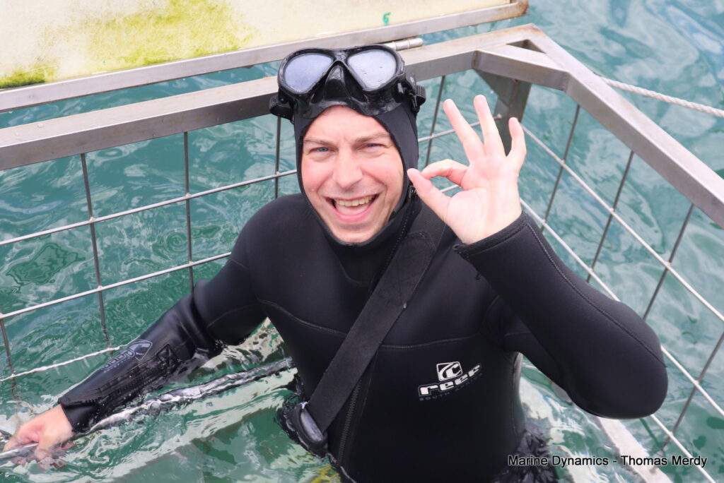 Shark cage diving, South Africa, Gansbaai