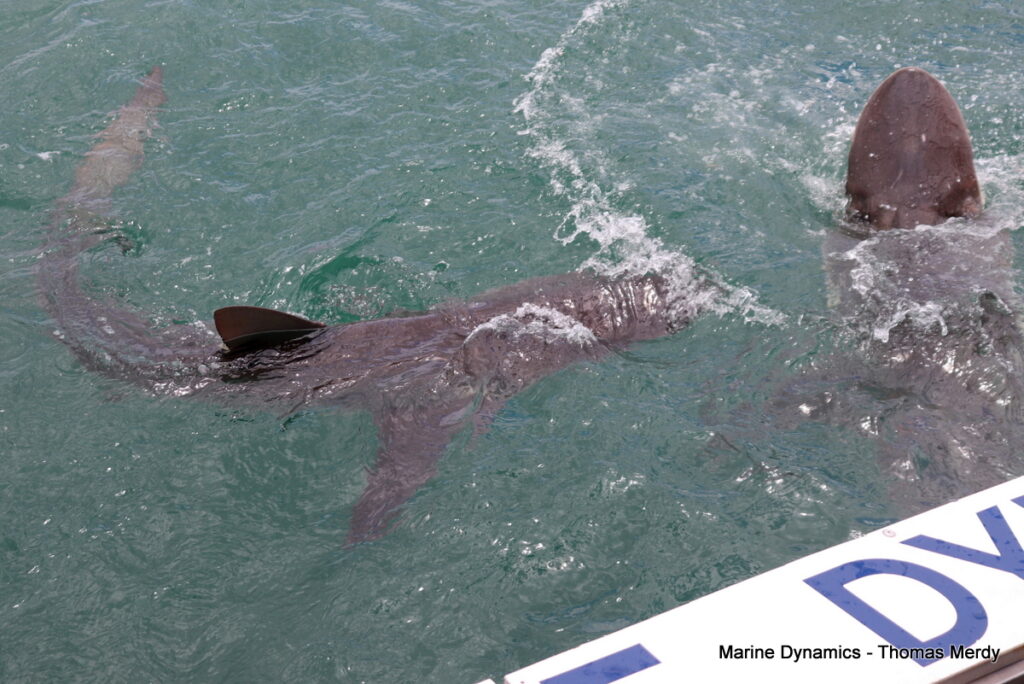 Shark cage diving, South Africa, Gansbaai