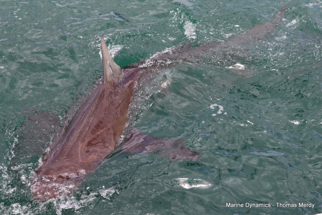 Shark cage diving, South Africa, Gansbaai