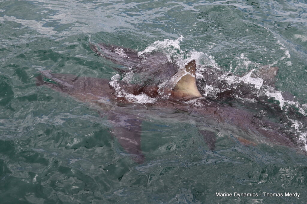 Shark cage diving, South Africa, Gansbaai