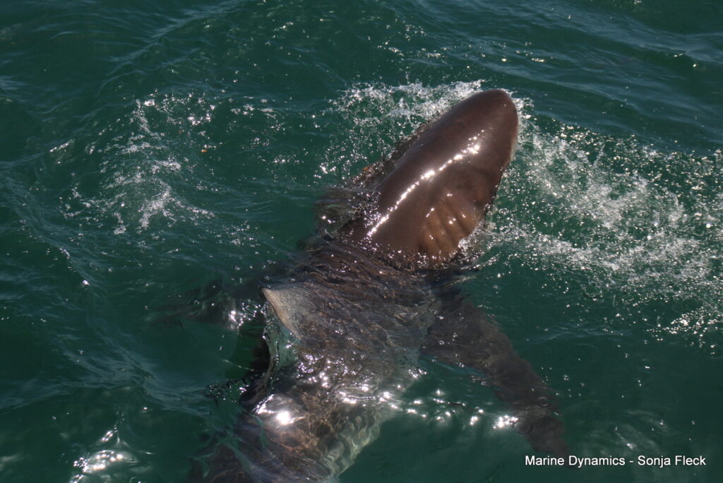 Shark cage diving, South Africa, Gansbaai