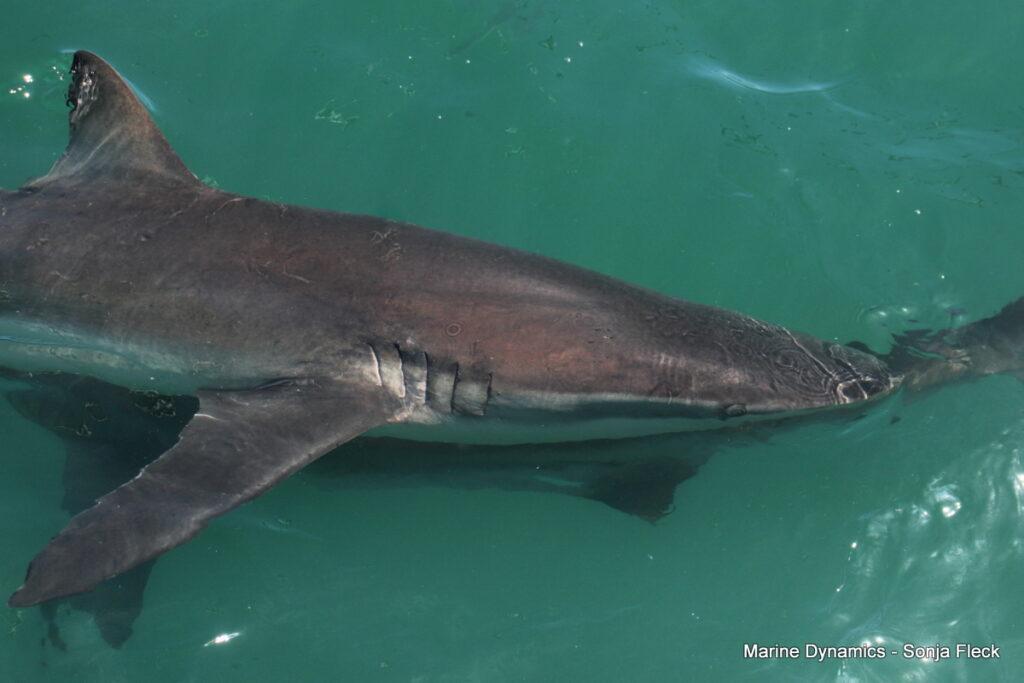 Shark cage diving, South Africa, Gansbaai