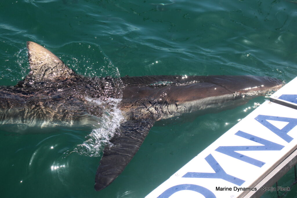 Shark cage diving, South Africa, Gansbaai