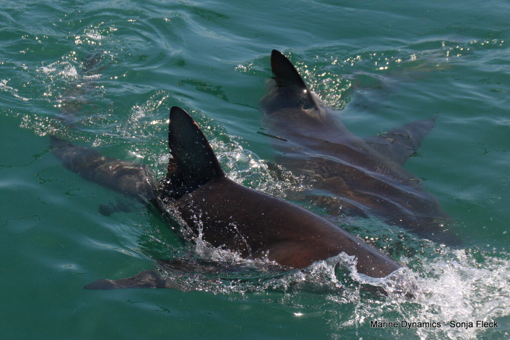 Shark cage diving, South Africa, Gansbaai