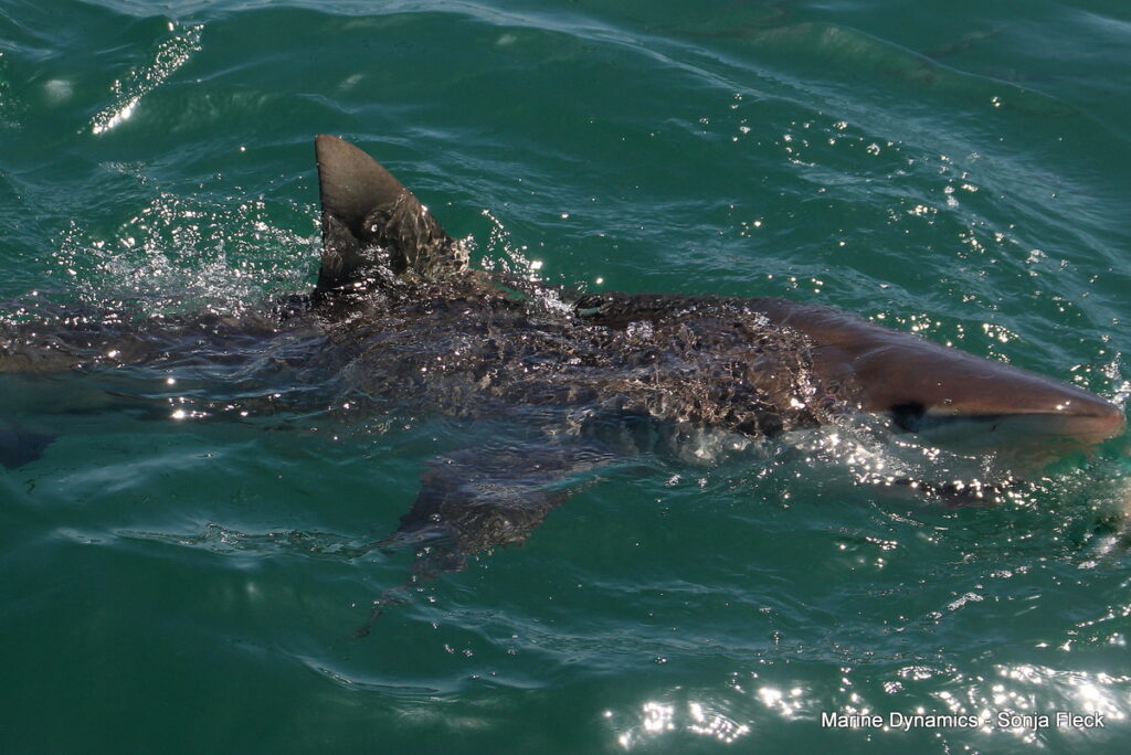 Shark cage diving, South Africa, Gansbaai