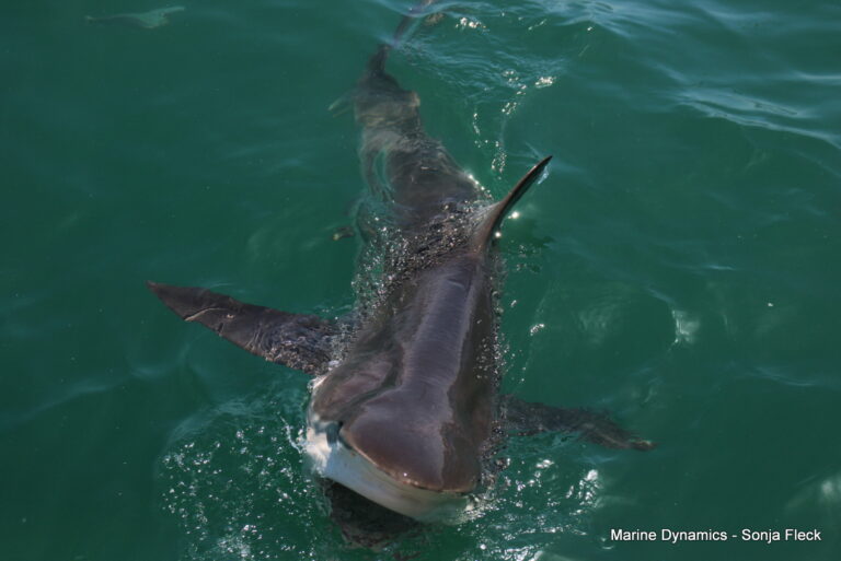Shark cage diving, South Africa, Gansbaai