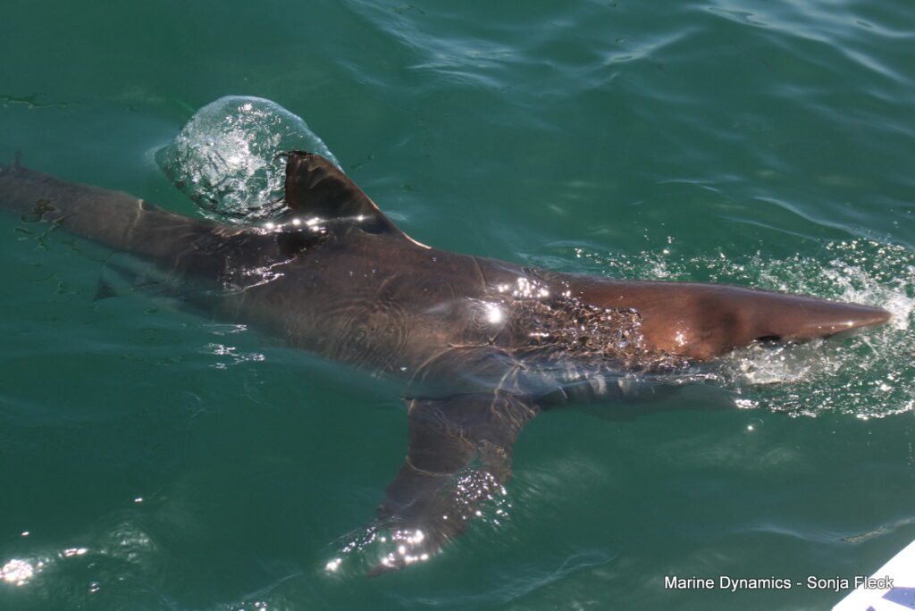 Shark cage diving, South Africa, Gansbaai