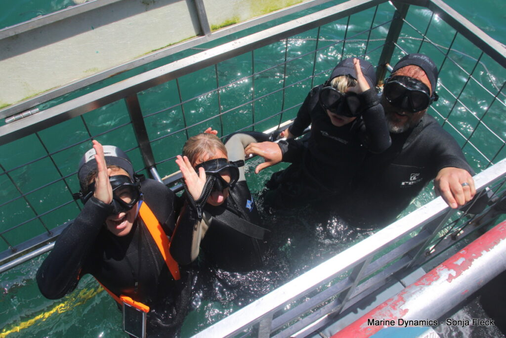 Shark cage diving, South Africa, Gansbaai