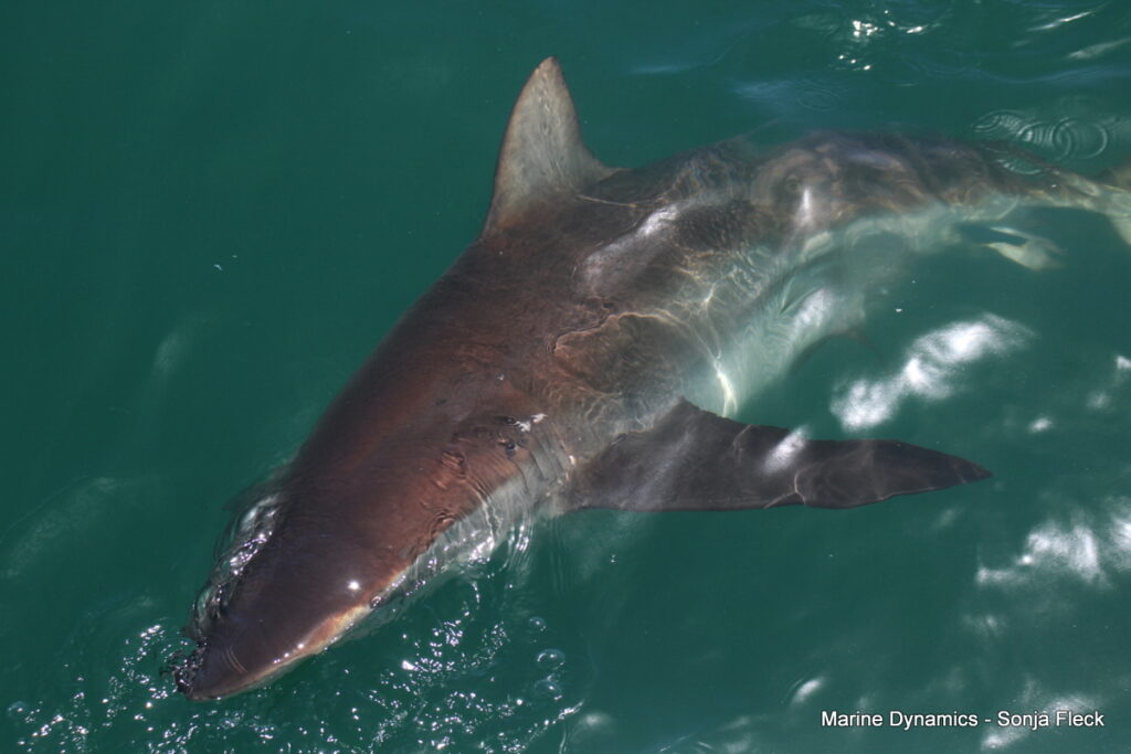 Shark cage diving, South Africa, Gansbaai