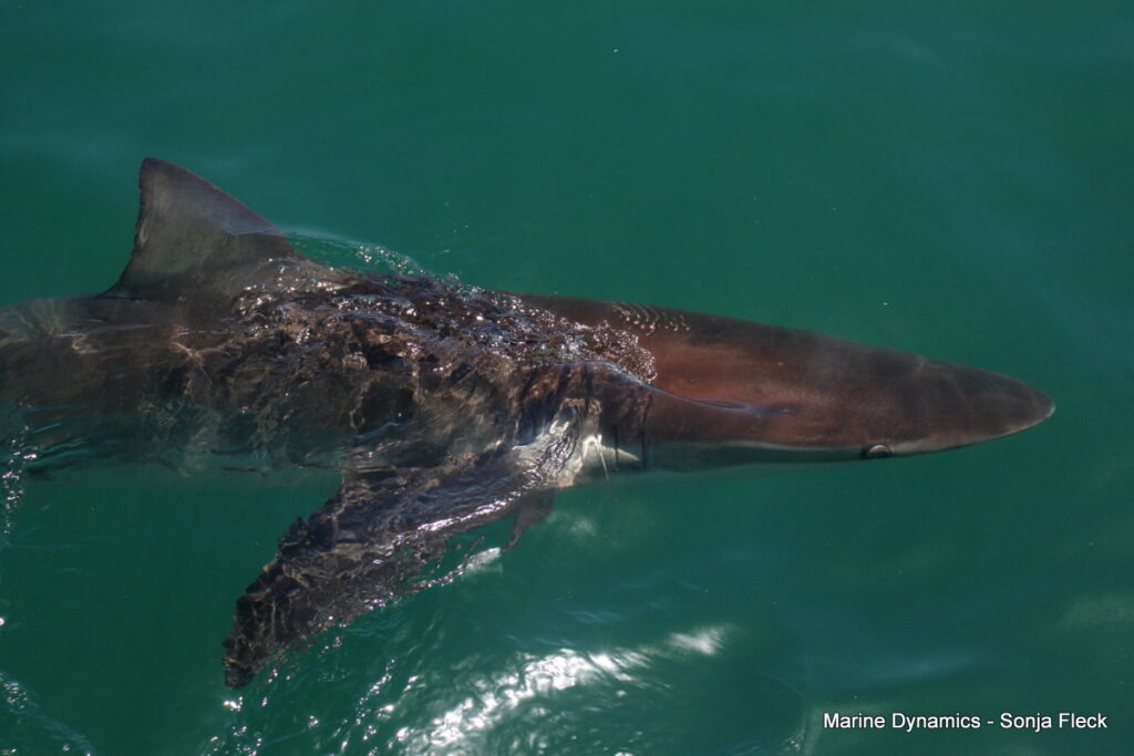 Shark cage diving, South Africa, Gansbaai