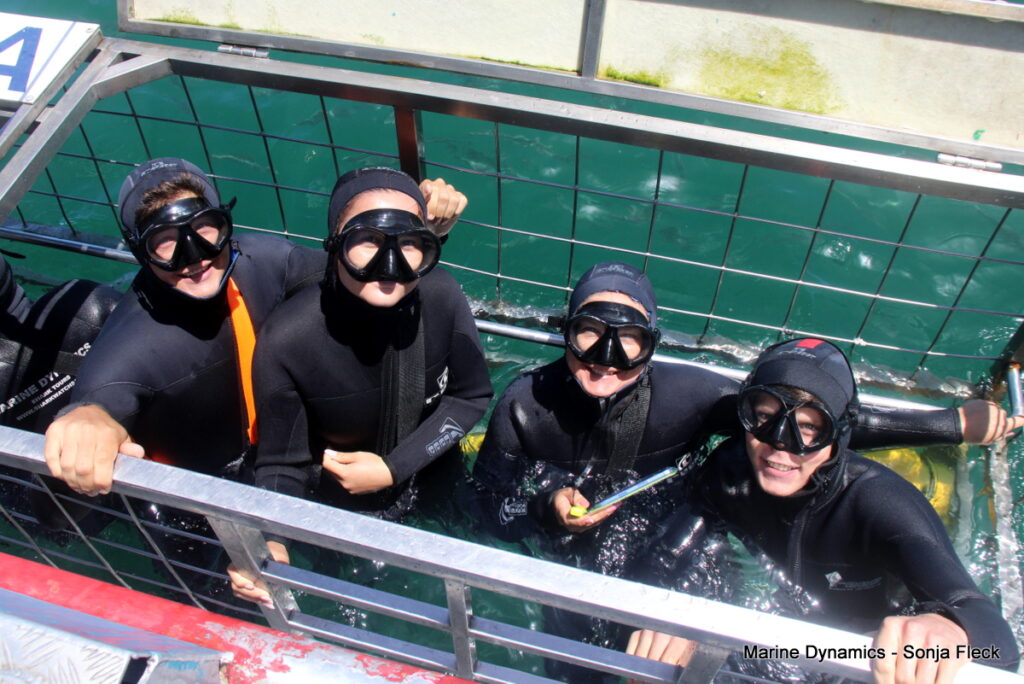 Shark cage diving, South Africa, Gansbaai