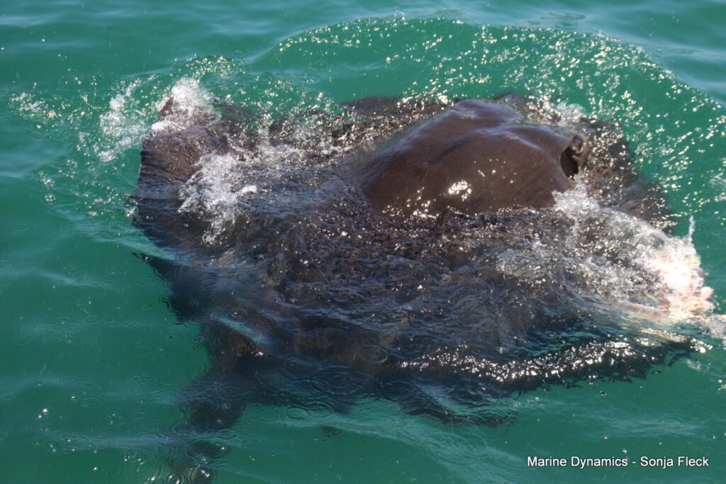 Shark cage diving, South Africa, Gansbaai