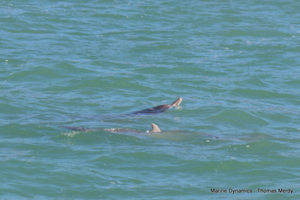 Shark cage diving, South Africa, Gansbaai
