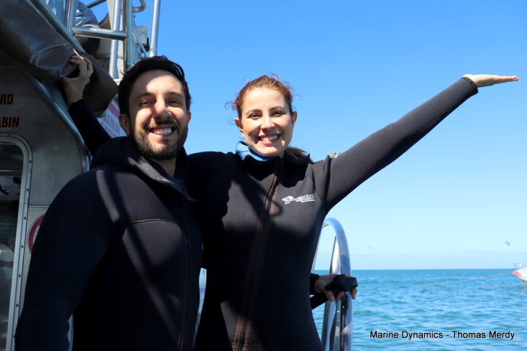 Shark cage diving, South Africa, Gansbaai