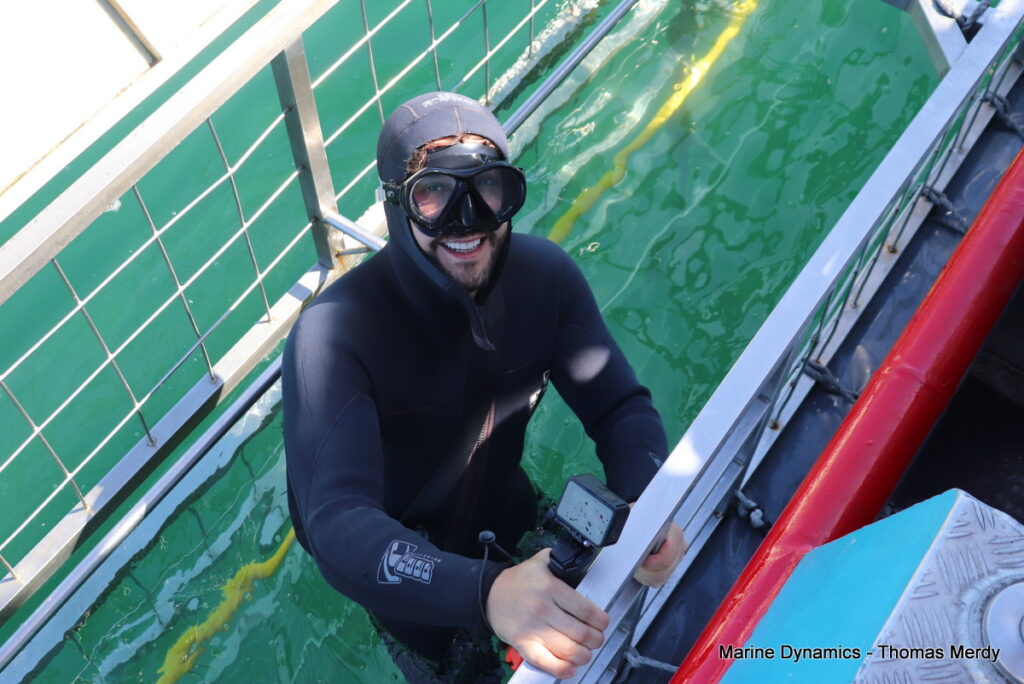 Shark cage diving, South Africa, Gansbaai