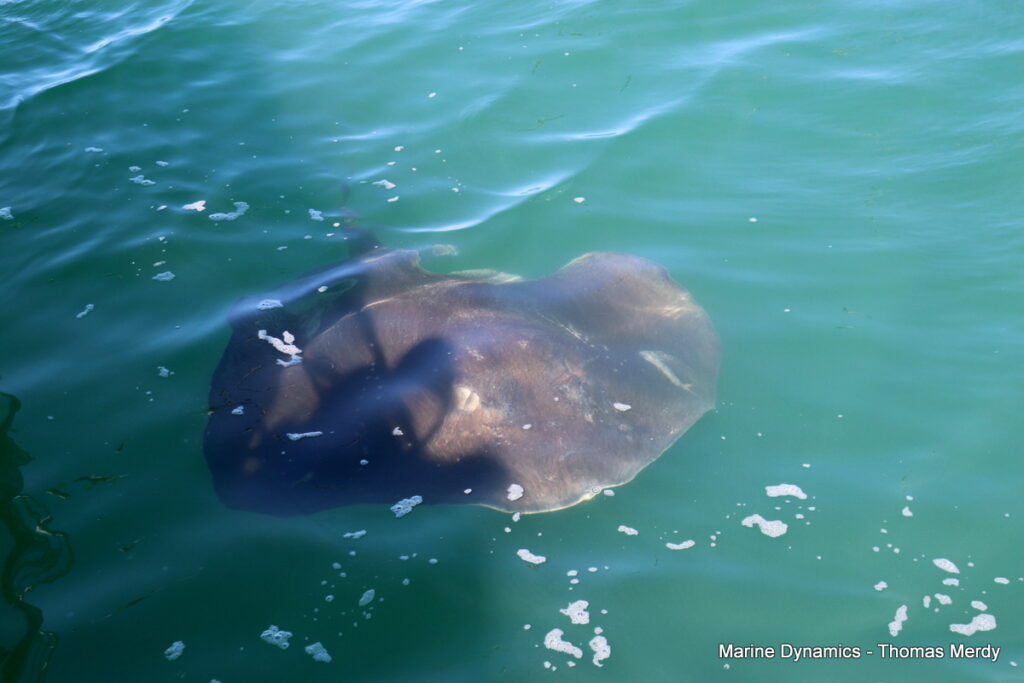 Shark cage diving, South Africa, Gansbaai